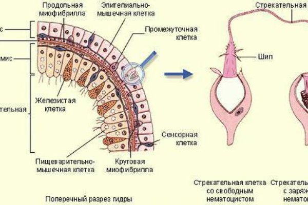 Где взять ссылку кракена